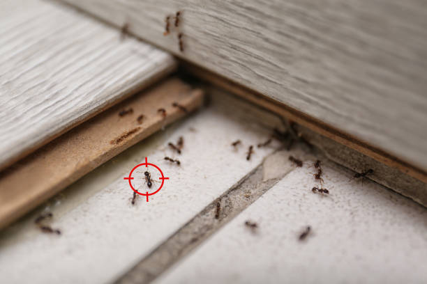 Best Pest Removal Services  in Cascade Locks, OR